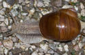 Snail after cropping